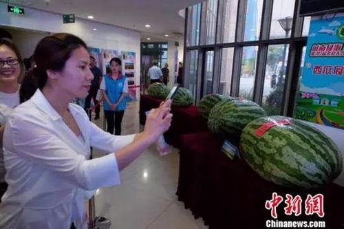 蔚县吃瓜事件最新爆料新闻,最新爆料揭露惊人内幕